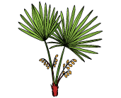 slozeni-saw-palmetto