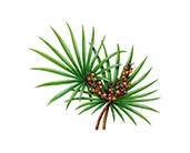 saw palmetto