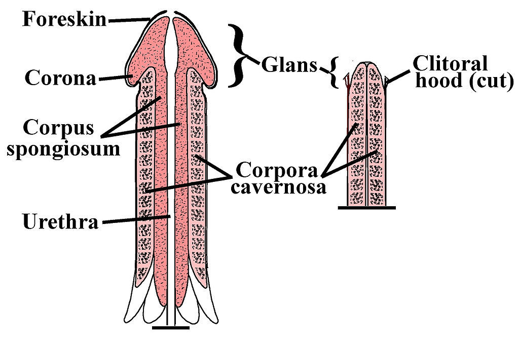 Struktura penisu