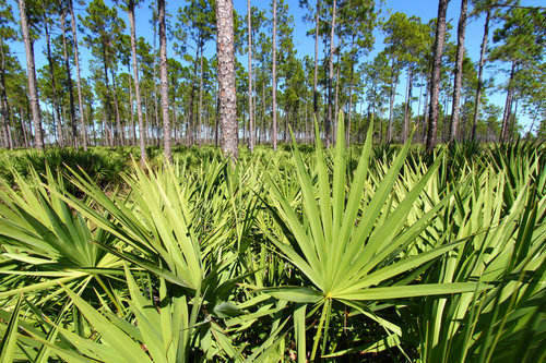 Saw Palmetto - Serenoa plazivá