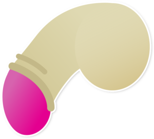 anatomie penisu