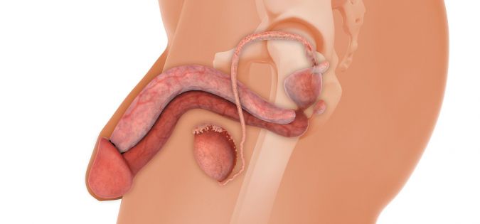 anatomie penisu
