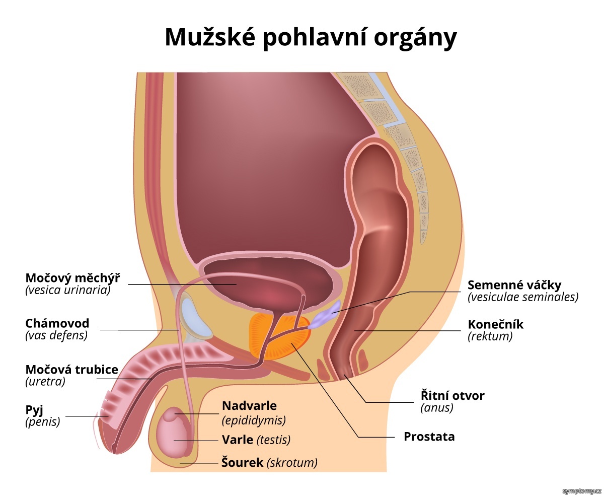 Jak bolí torze varlete?