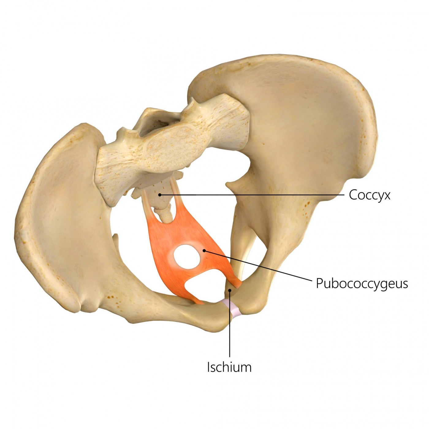 pubococcygeus, sval pánevního dna