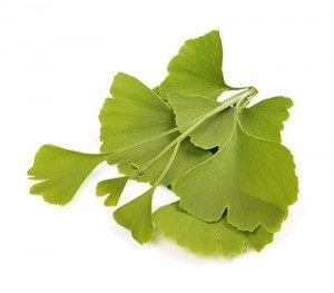 ginkgo biloba pro podporu erekce