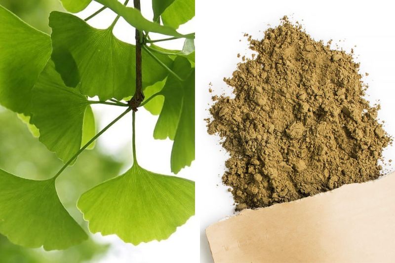 ginkgo biloba, list a prášek